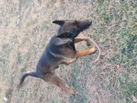 Belçika malinois