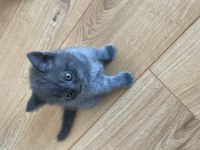 British Shorthair Yavru Kedimiz