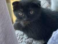 Nadir bulunan Brumo Black scottish fold