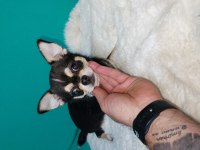 6 aylık chihuahua erkekler
