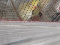 Lutino kırmızı göz çift sultan papağanı