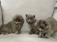 Saf kan Irk Scottish Fold Tüm Türkiye getirme şansımız var