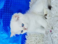 Orijinal british shorthair erkek ny1233