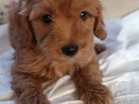 sevimli maltipoo bebeğimiz yer çorlu