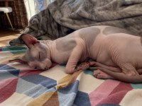 2 yaşında erkek uysal her hayvanla geçinebilen sphynx