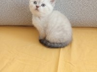 Bu british shorthair ponçikler yeni yuvalarını arıyor