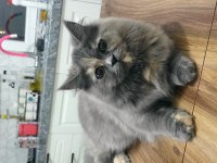 9 aylık dişi british Longhair