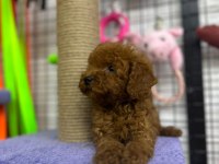 ÜNLÜ ÜRETİCİ KORE’DEN ANKARA’YA POODLE