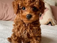 Toy Poodle Bebeklerimiz Evinizin Neşesi Olacaktır