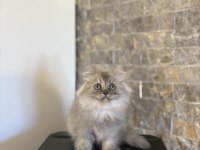 Teslime Hazır Brıtısh Longhaır Yavrularım