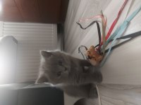 Sevimli british shorthair yavrular