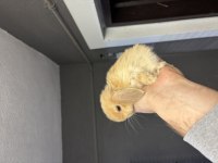 Veteriner Hekimden Hollanda lop mini lop ve cüce tavsan