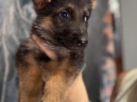 Safkan Alman Çoban Köpeği Yavruları