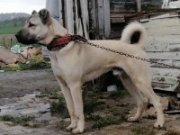 6 aylık Aslan parçası