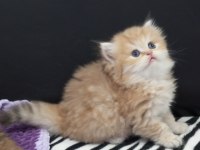 Golden ve silver chinchilla şecereli anne babalardan