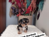 Kilo garantili yorkshire terrier yavrular