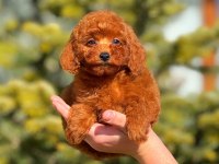 Erkek toy poodle tarçınımız