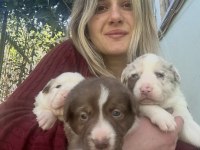 Her Renk Border Collie Yavrular