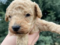 Toy poodle yavru köpekler