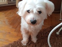 Maltese terrier 10 yaşında erkek