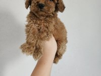 Toy poodle yavrularımız