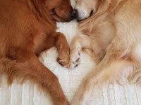 Baby Face Golden Retriever Yavrularımız