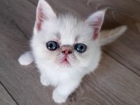 exotic shorthair dişi ve erkek yavrular