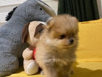 Minik ama sevgi dolu pomeranian