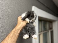 Hollanda Lop Sevimli Tavşanlar Her Yere Gönderim