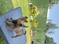 ÜST DÜZEY BELÇİKA KURDU YAVRULARI