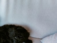 Bitter çikolatalı poodle