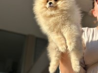 orjinal erkek ve dişi pomeranian boo