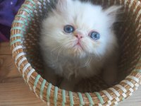 Pamuk Chinchilla Bebekler