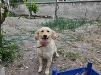 1 yaşında dişi golden retriever ücretli