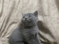 British Shorthair Yavru Kedimiz