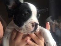 French Bolldog yavruları