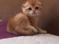 Golden rengine ny25 dişi scottish fold