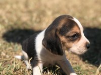 Safkan anne ve babadan beagle yavruları