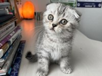 Anne Yanından Scottish Fold