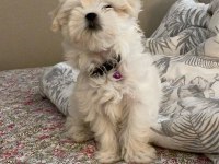 SAFKAN IRK MALTESE