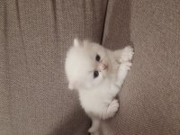 British shorthair erkek