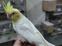Ele Alışık Isırma Huyu Olmayan Lutino Sultan Bebek