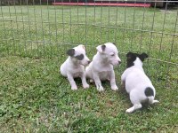 AKKUŞ ÜRETİM ÇİFTLİĞİNDEN JACK RUSSELL YAVRULARI