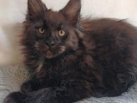 Sadece bu ırkın değerini bilen Ailelere safkan maine coon