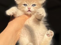 Ay11 Ay12 Mükemmel Kalite Blue Golden British Longhair