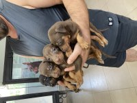 Kızıl Ve Siyah Doberman Roket Yavrular