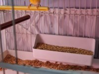 Çift Goldian finch (Gökkuşağı İspinozu)