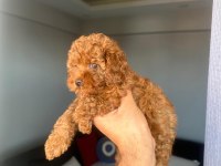 Toy Poodle Yavrularımız Ömürlük Aileleri Bekliyor