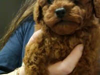 Irk ve sağlık garantili poodle bebekler
