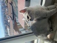 british shorthair kedisi